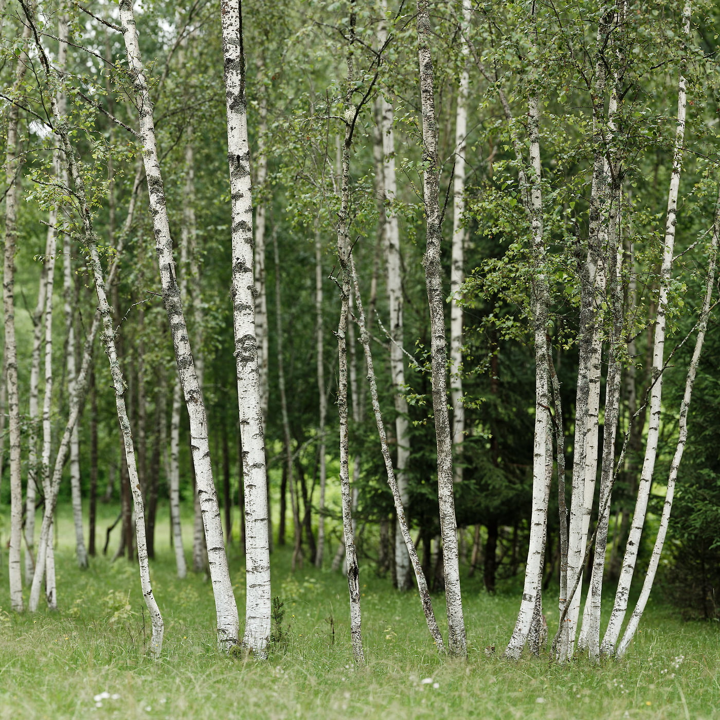 1,707 megapixels! A very high resolution, large-format VAST photo print of a grove of aspen trees in the woods; nature wallpaper photograph created by David Meaux in Chamonix-Mont-Blanc, Haute-Savoie, Auvergne-Rhône-Alpes, France.