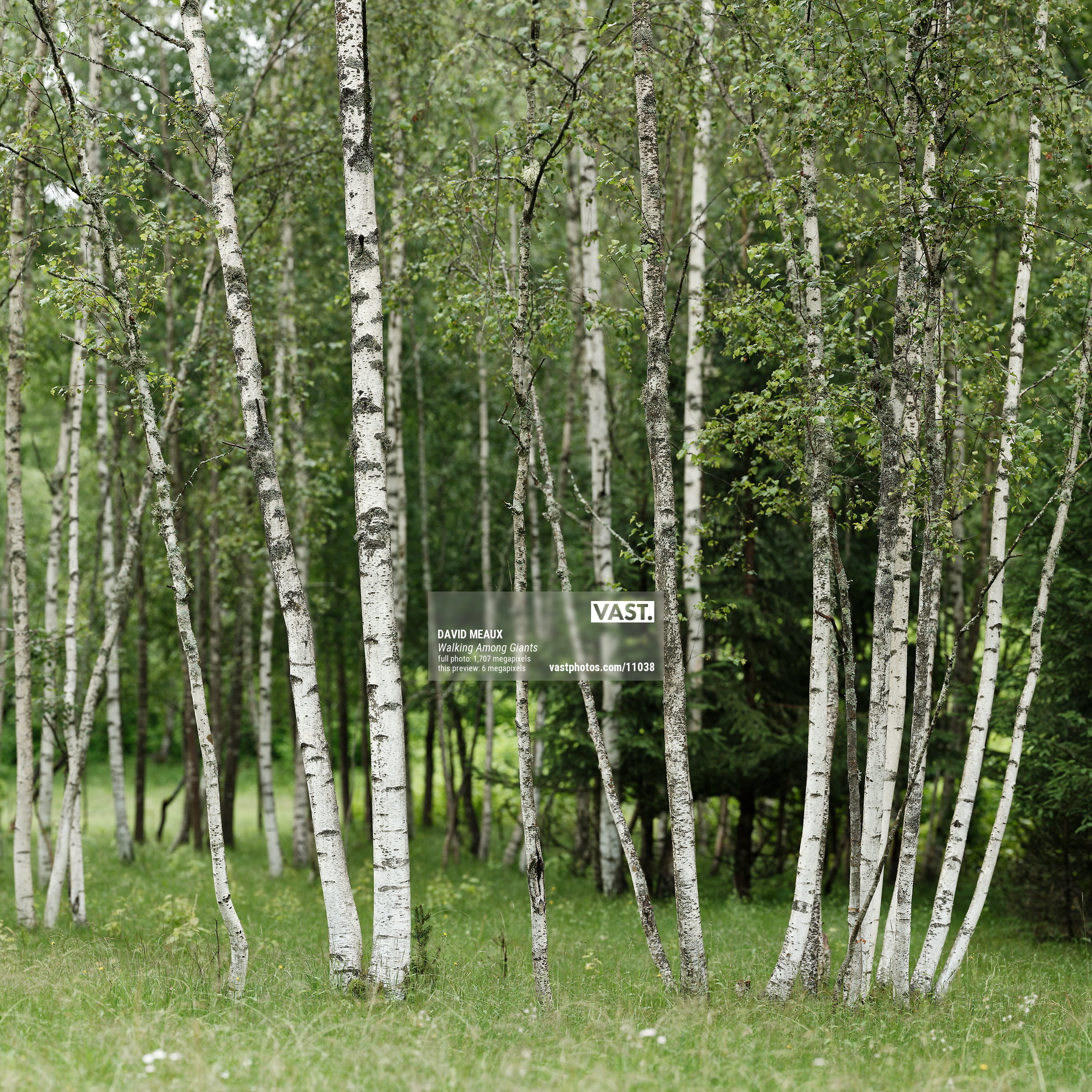 Wallpaper photo of aspen trees - VAST