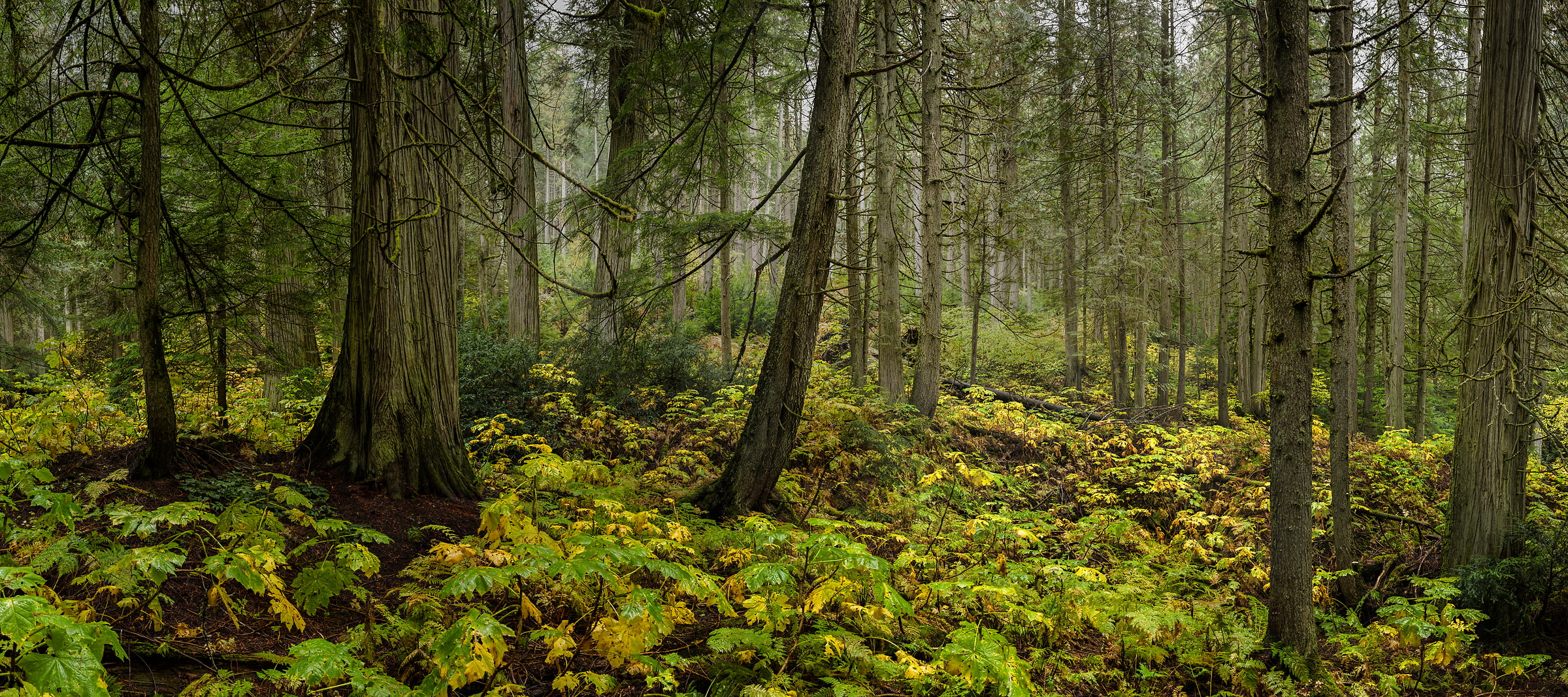 2,190 megapixels! A very high resolution, large-format VAST photo print of a forest with cedar trees and ferns; nature photograph created by Scott Dimond in Mount Revelstoke National Park, British Columbia, Canada.