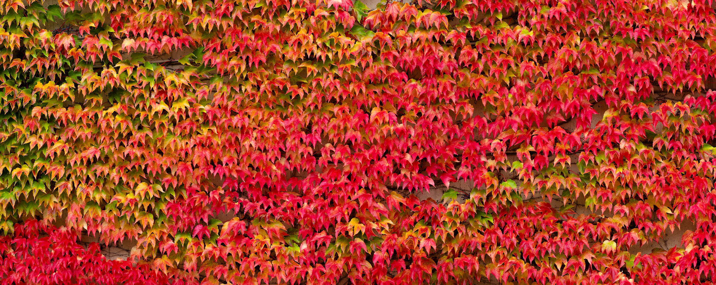 178 megapixels! A very high resolution, large-format VAST photo print of red leaves; nature photograph created by Greg Probst.