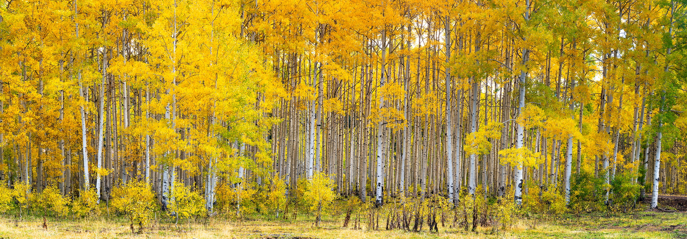 632 megapixels! A very high resolution, wallpaper photo of a forest of aspen trees in autumn; nature photograph created by Phillip Noll in Mancos, Colorado