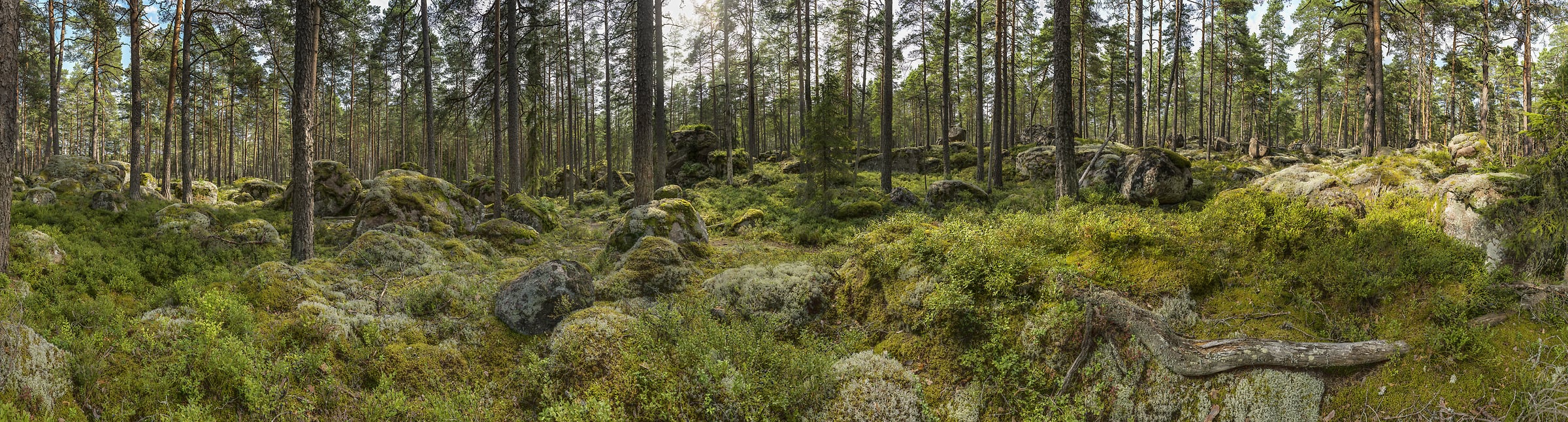 6,131 megapixels! A very high resolution, VAST photo of a forest created by Alfred Feil in Sweden