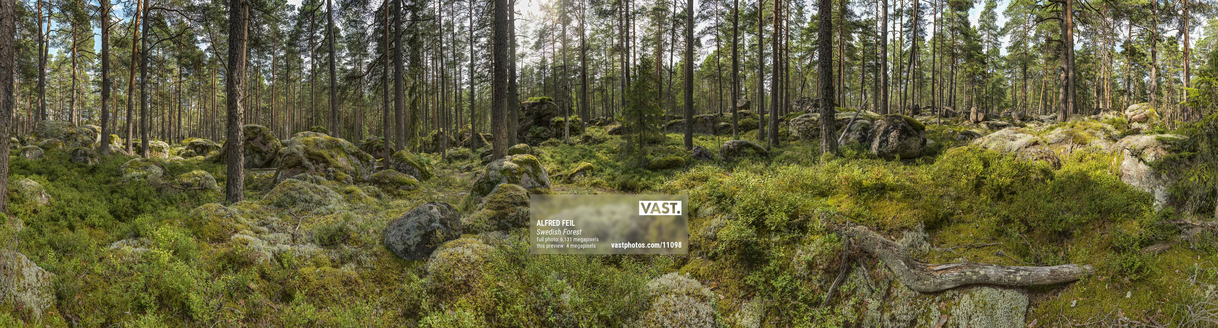 Ultra high resolution forest photos - VAST