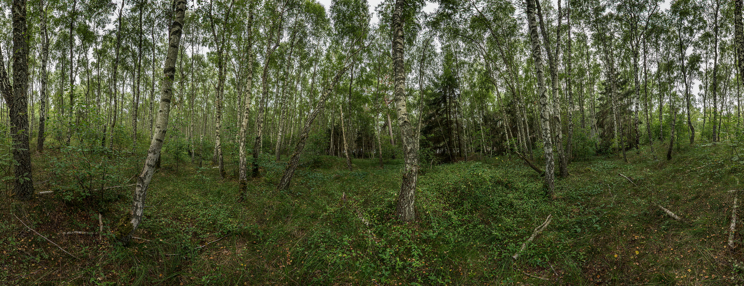 160 megapixels! A very high resolution, large-format VAST photo print of forest in Sweden; nature photograph created by Alfred Feil in Luederup, Schonen, Sweden.