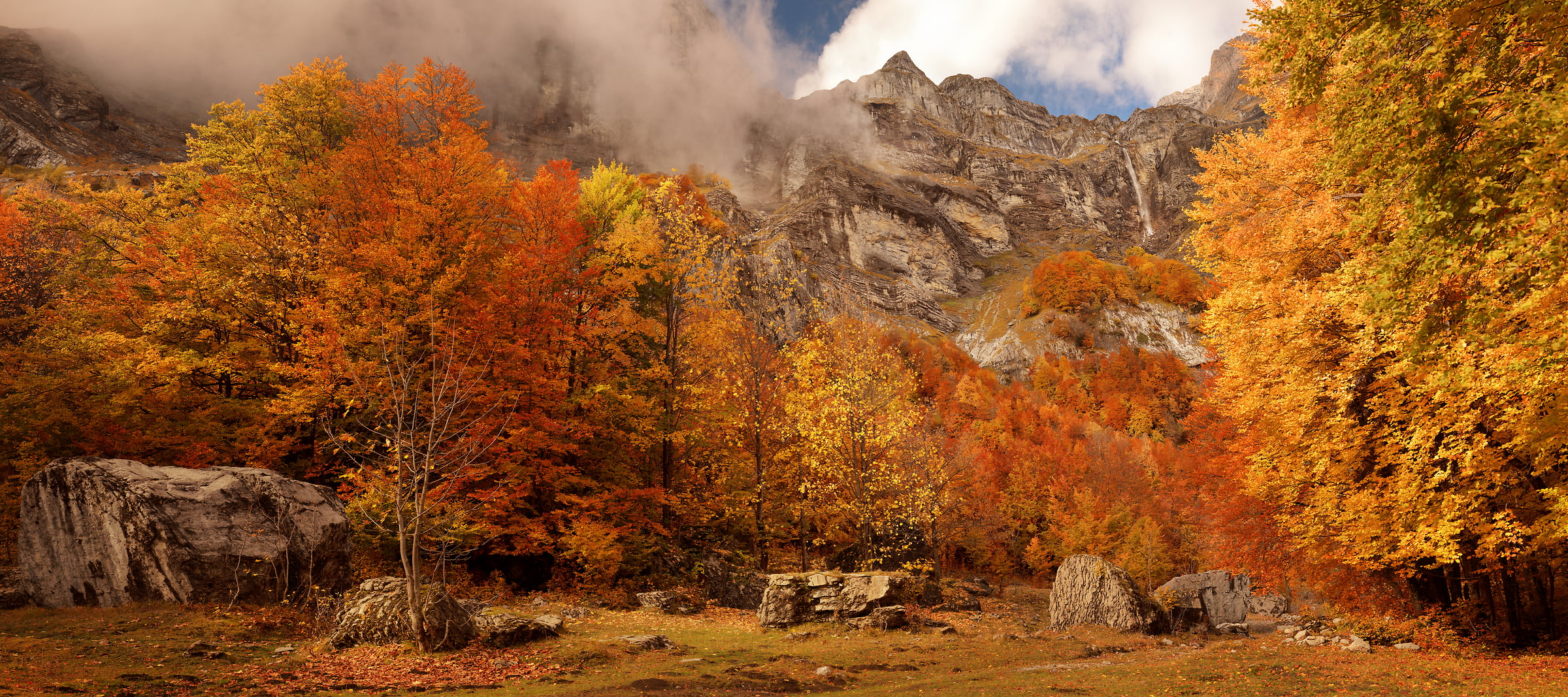 Autumn trees scene - VAST