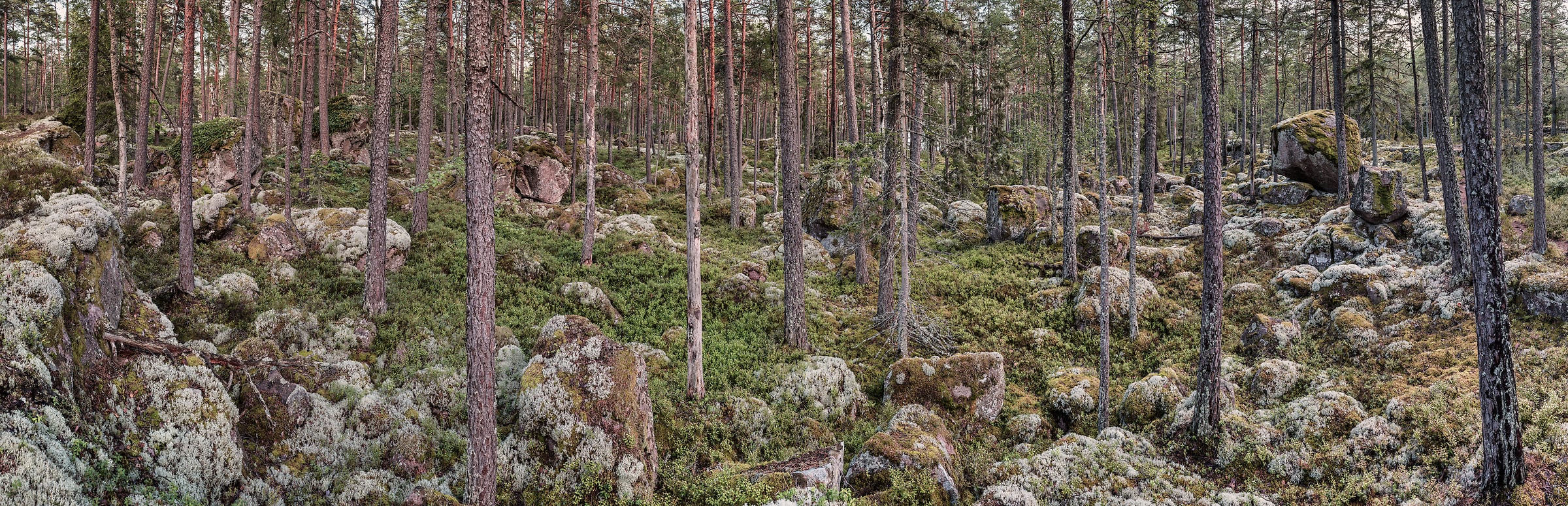 2,548 megapixels! A very high resolution wallpaper photo of a forest; nature photograph created by Alfred Feil in Stora Hammarsjoen, Kallersbo, Smaland, Sweden