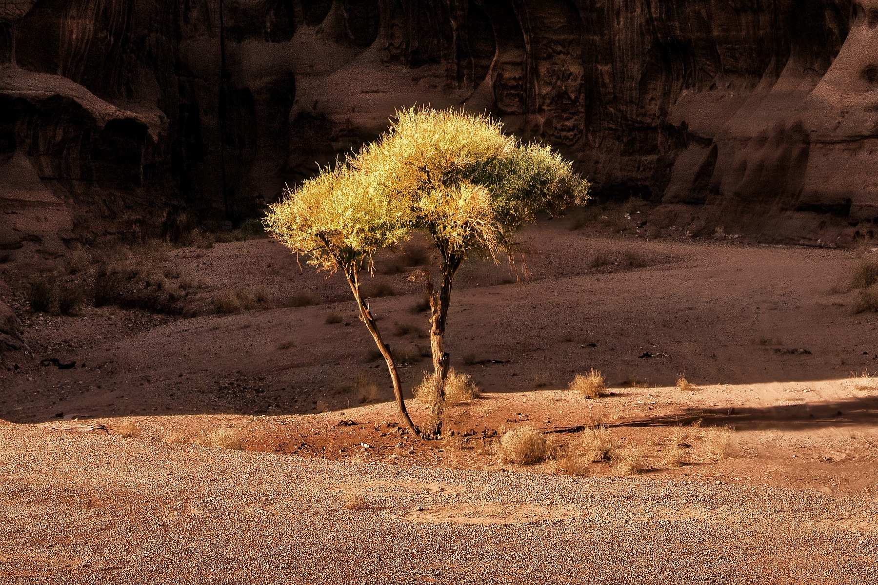 Photos Of Trees In Deserts VAST photos-of-trees-in-deserts-vast