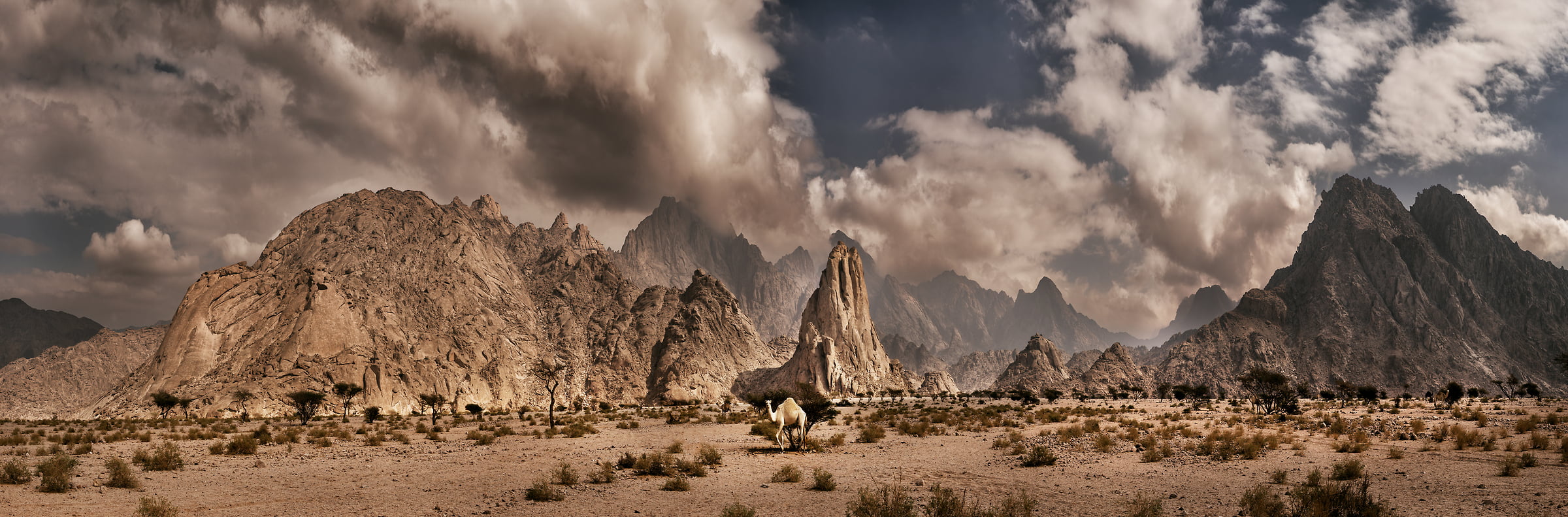 216 megapixels! A very high resolution, large-format VAST photo print of a desert landscape with a camel and mountains; photograph created by Peter Rodger in Tabuk, Saudi Arabia.