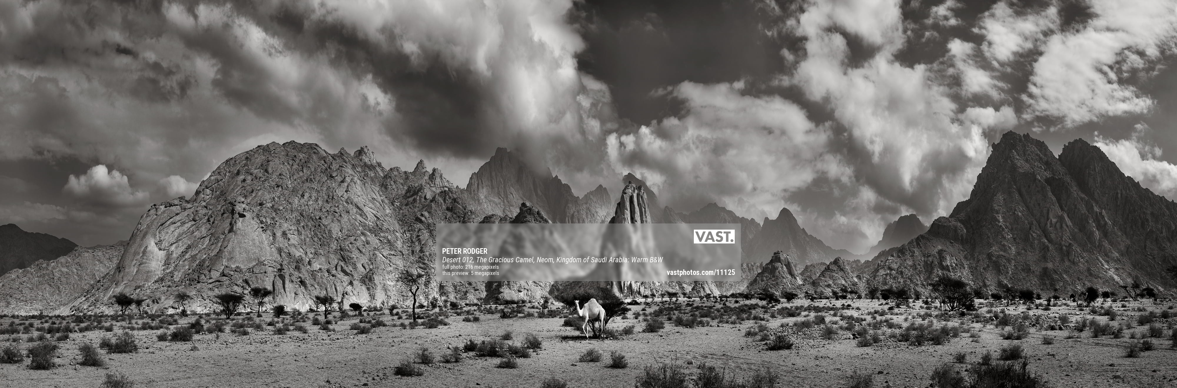 Black white desert landscapes with camels Photos by VAST