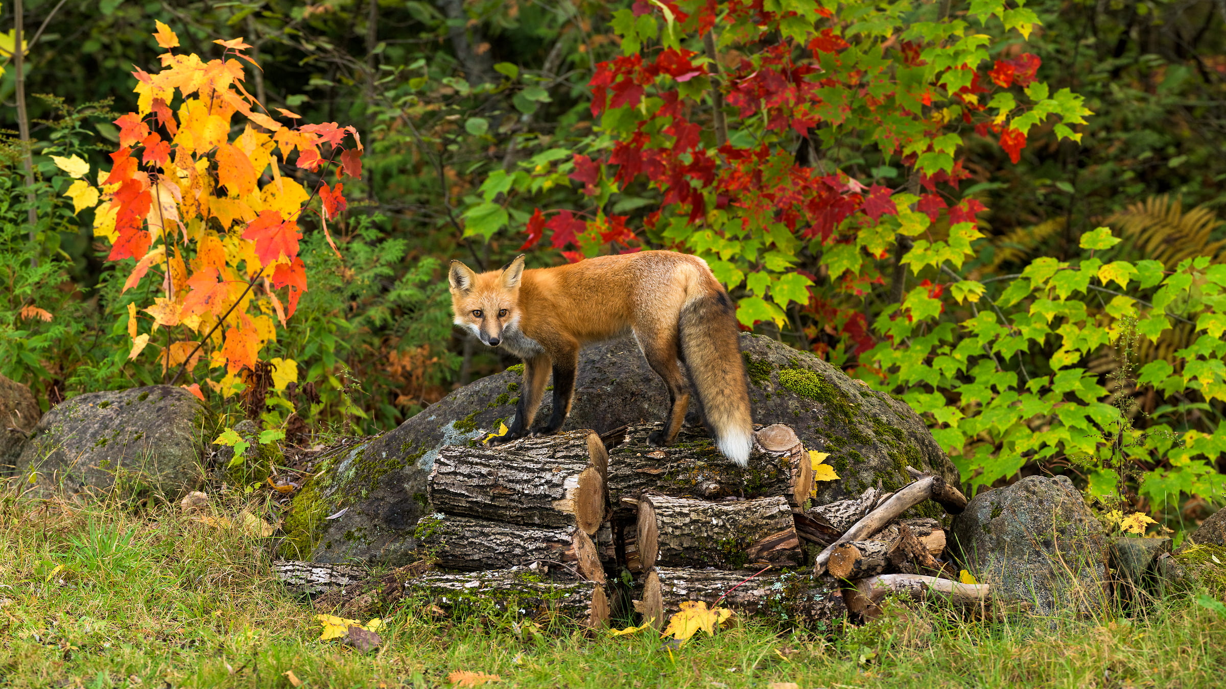 116 megapixels! A very high resolution, large-format VAST photo print of a fox in the woods; wildlife photograph created by Aaron Priest.