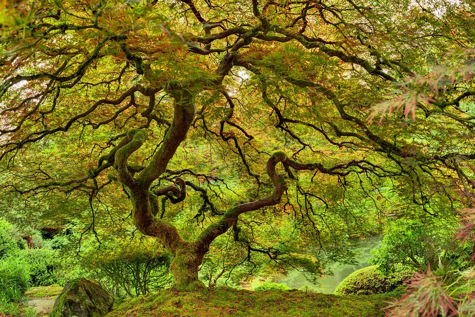japanese-garden-maple-tree-