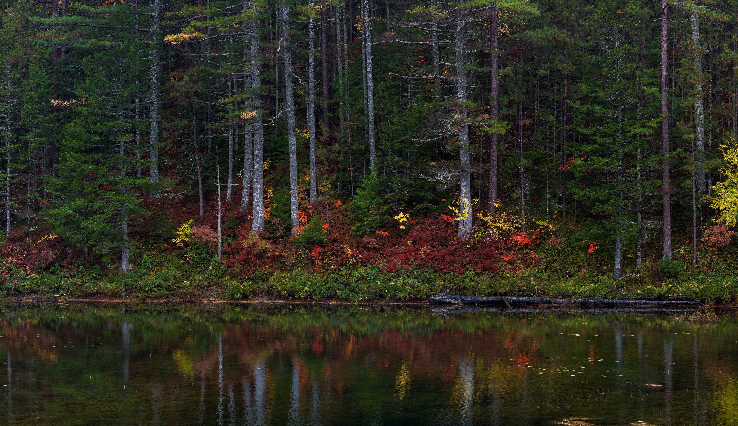 715 megapixels! A very high resolution, large-format VAST photo print of woods with a pond in the foreground; nature photograph created by Aaron Priest in Abol Pond, Greenville, Maine.