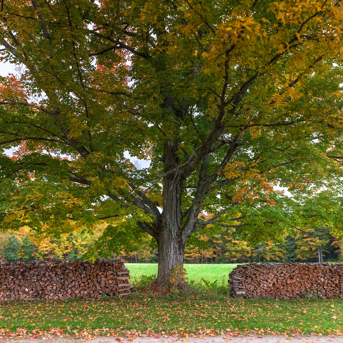 Square photos of trees: Ultra-high-resolution photos by VAST