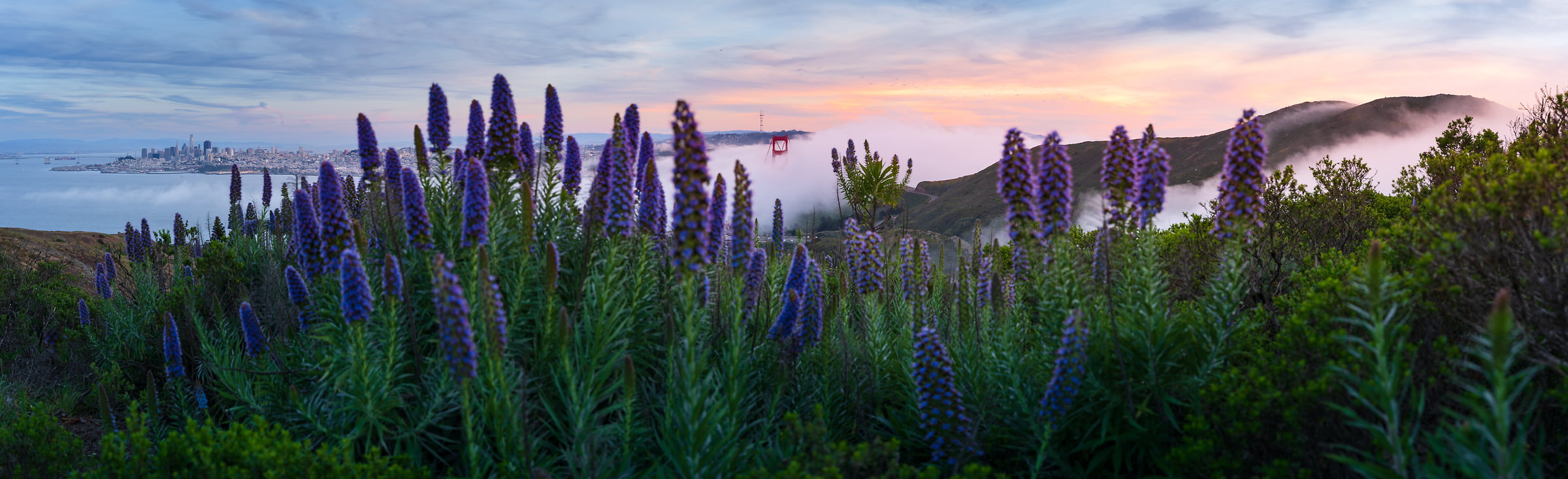 269 megapixels! A very high resolution, large-format VAST photo print of wildflowers with San Francisco and the Golden Gate Bridge in the background; landscape photograph created by Jeff Lewis in Marin Headlands, California.