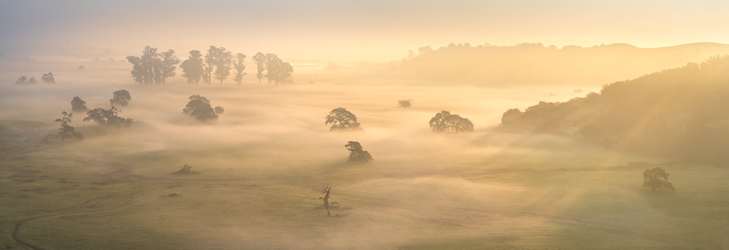 263 megapixels! A very high resolution, large-format VAST photo print of a peaceful morning landscape with a grass field, trees, light fog, and sun rays; landscape photograph created by Jeff Lewis in Northern California