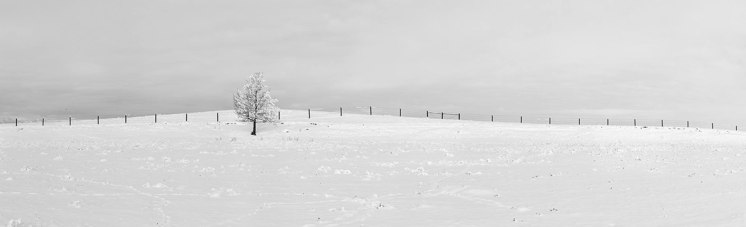 564 megapixels! A very high resolution, large-format, black & white VAST photo print of a snowy field with a tree; landscape photograph created by Scott Dimond in Cayley, Alberta, Canada.