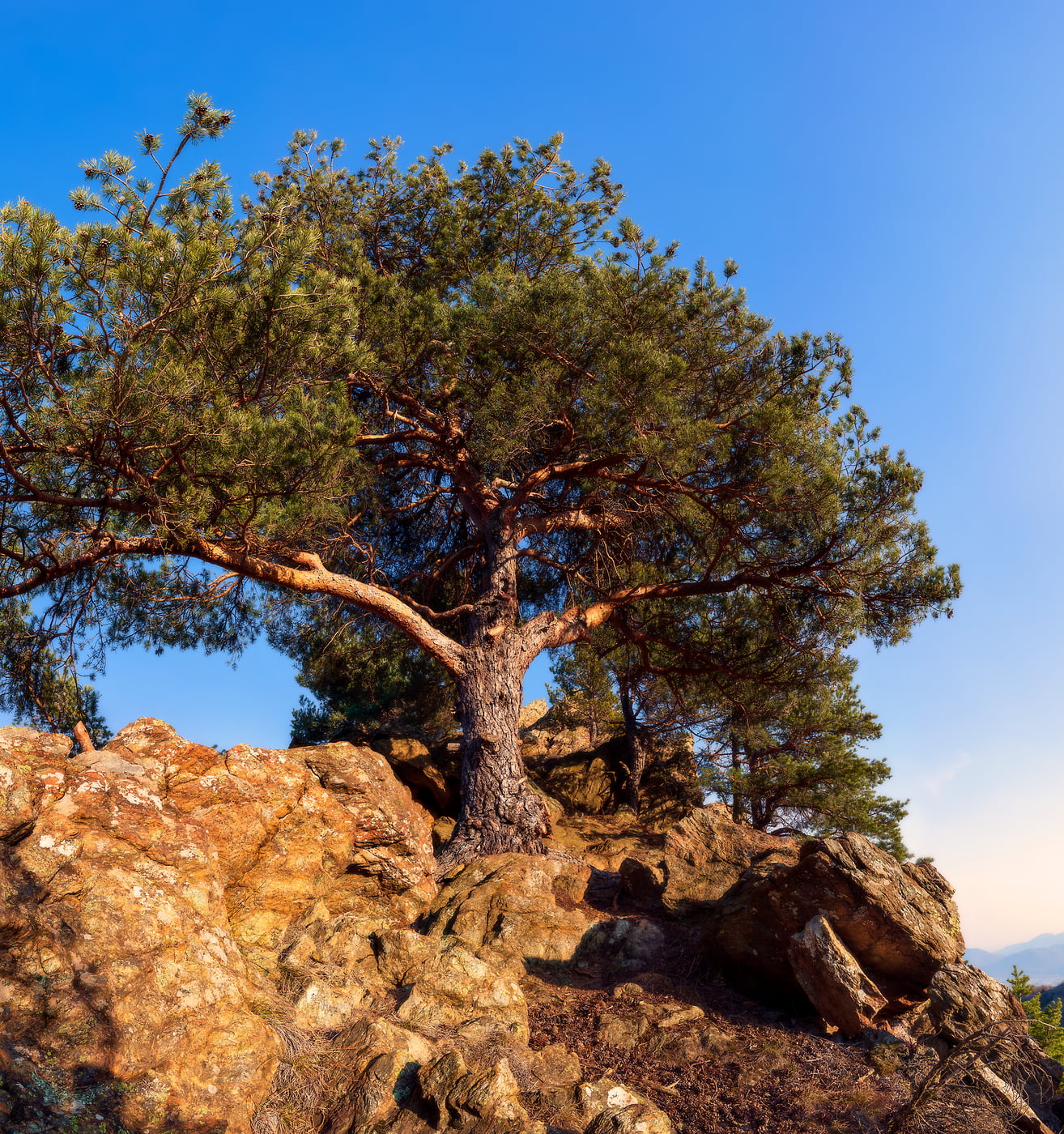 378 megapixels! A very high resolution, large-format VAST photo print of a pine tree on rocks; nature photograph created by Duilio Fiorille in Valgioie, Piedmont, Italy