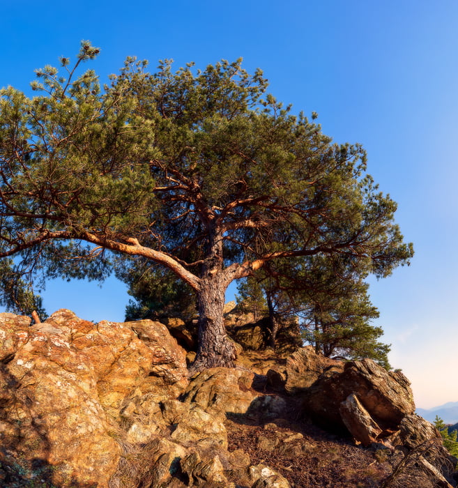 378 megapixels! A very high resolution, large-format VAST photo print of a pine tree on rocks; nature photograph created by Duilio Fiorille in Valgioie, Piedmont, Italy.