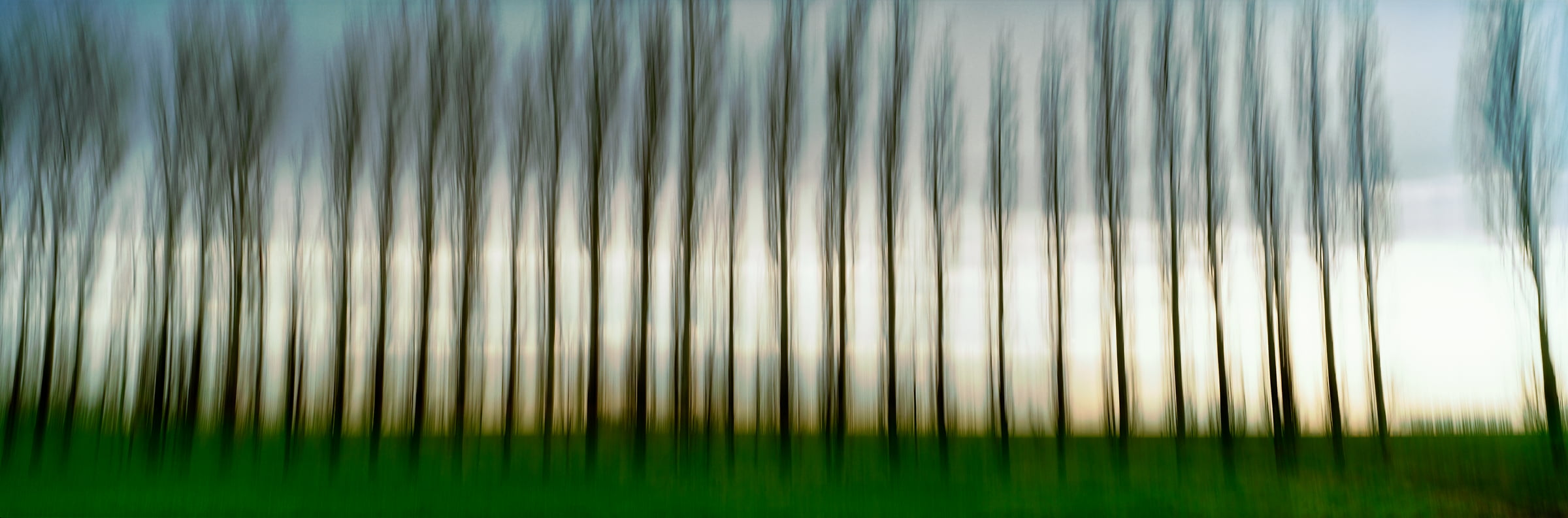 333 megapixels! A very high resolution, large-format, fine art photo print of trees; abstract photograph created by Scott Dimond in Wheatland County, Alberta, Canada.