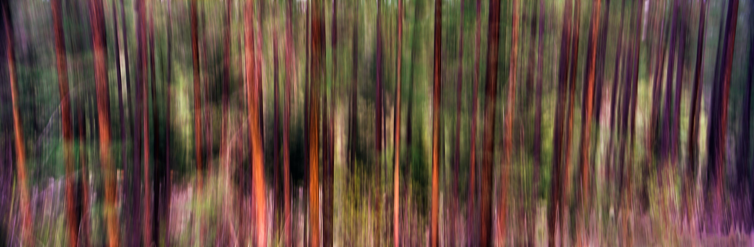 327 megapixels! A very high resolution, large-format, fine art photograph of a forest; abstract photograph created by Scott Dimond in Kimberley, British Columbia, Canada.