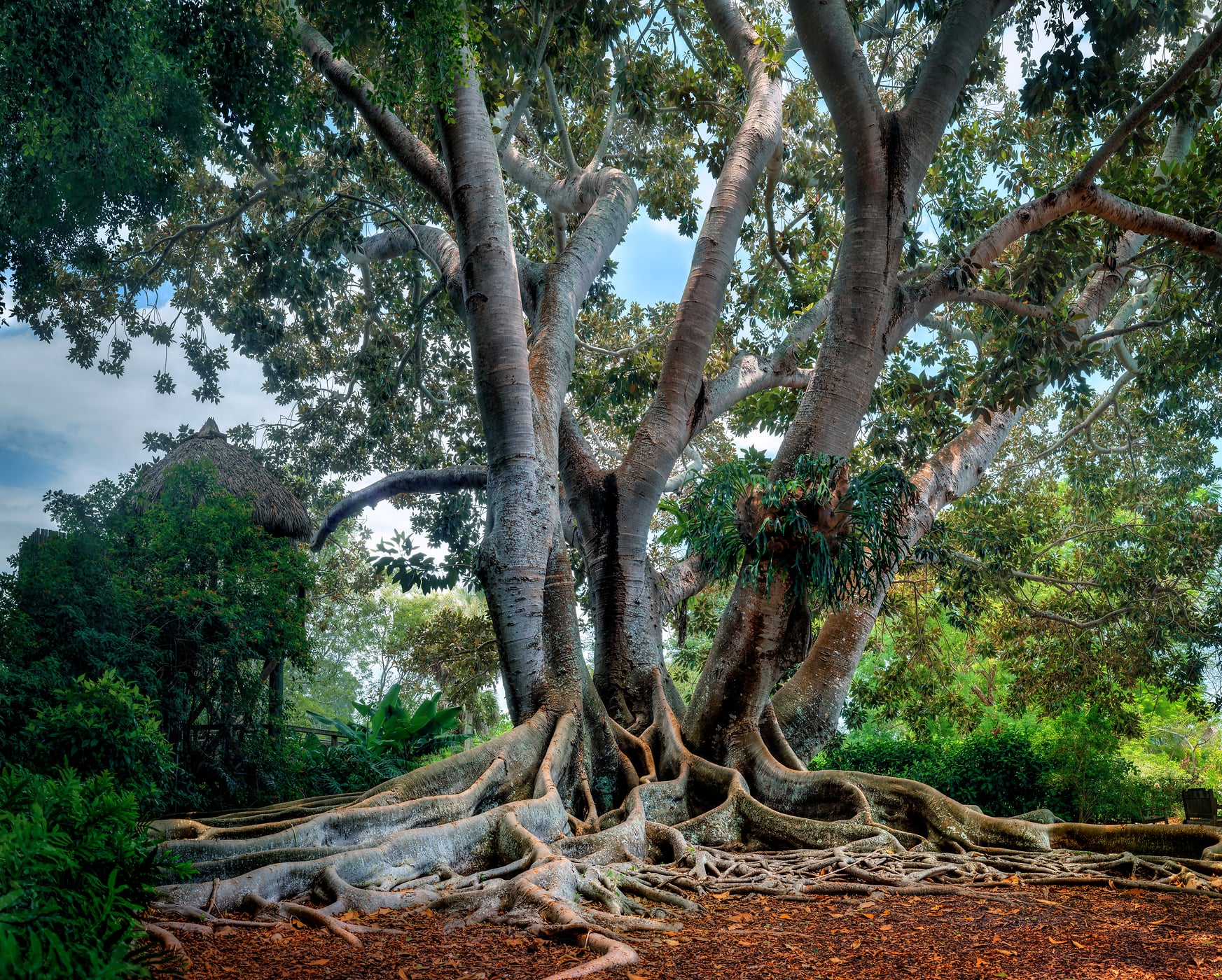 271 megapixels! A very high resolution, large-format VAST photo print of a large tree in the jungle; photograph created by Phil Crawshay at the Marie Selby Botanical Gardens in Sarasota, Florida.