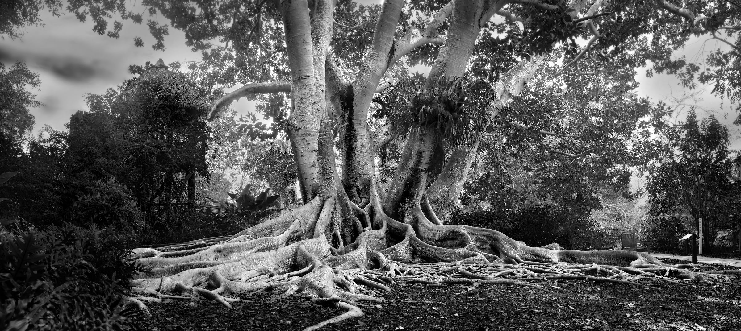 248 megapixels! A very high resolution, large-format VAST photo print of a large tree in the jungle; black & white fine art photograph created by Phil Crawshay at the Marie Selby Botanical Gardens in Sarasota, Florida.