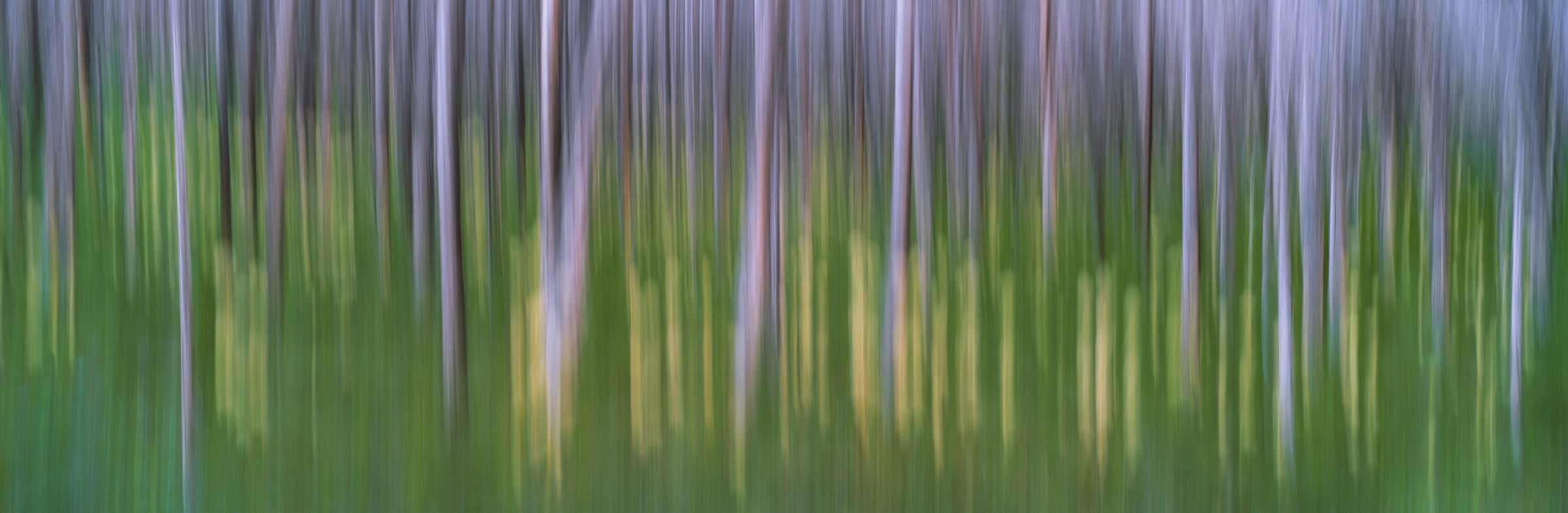 328 megapixels! A very high resolution, large-format abstract photo print of a forest nature scene; fine art photograph created by Scott Dimond in Waterton National Park, Alberta, Canada.