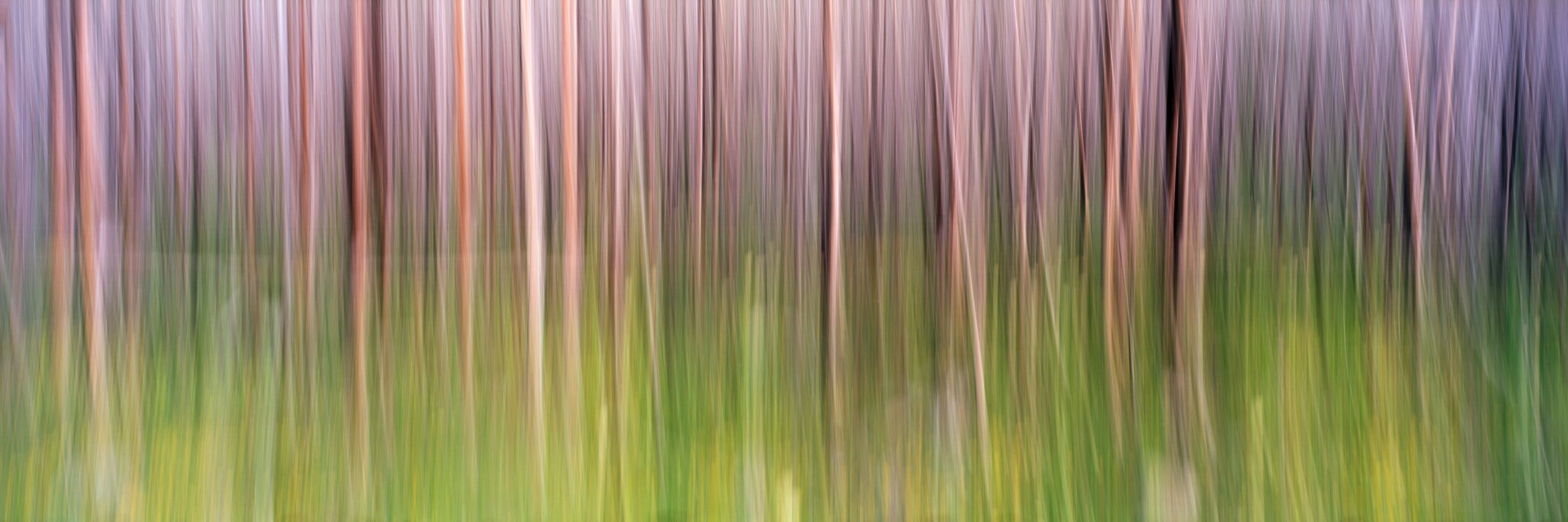 335 megapixels! A very high resolution, large-format, abstract forest photo; fine art photograph created by Scott Dimond in Waterton National Park, Alberta, Canada.