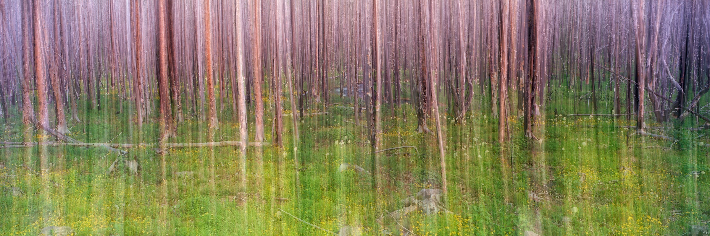 335 megapixels! A very high resolution, large-format VAST photo print of an abstract forest scene from artist Scott Dimond's ICMMFF series.