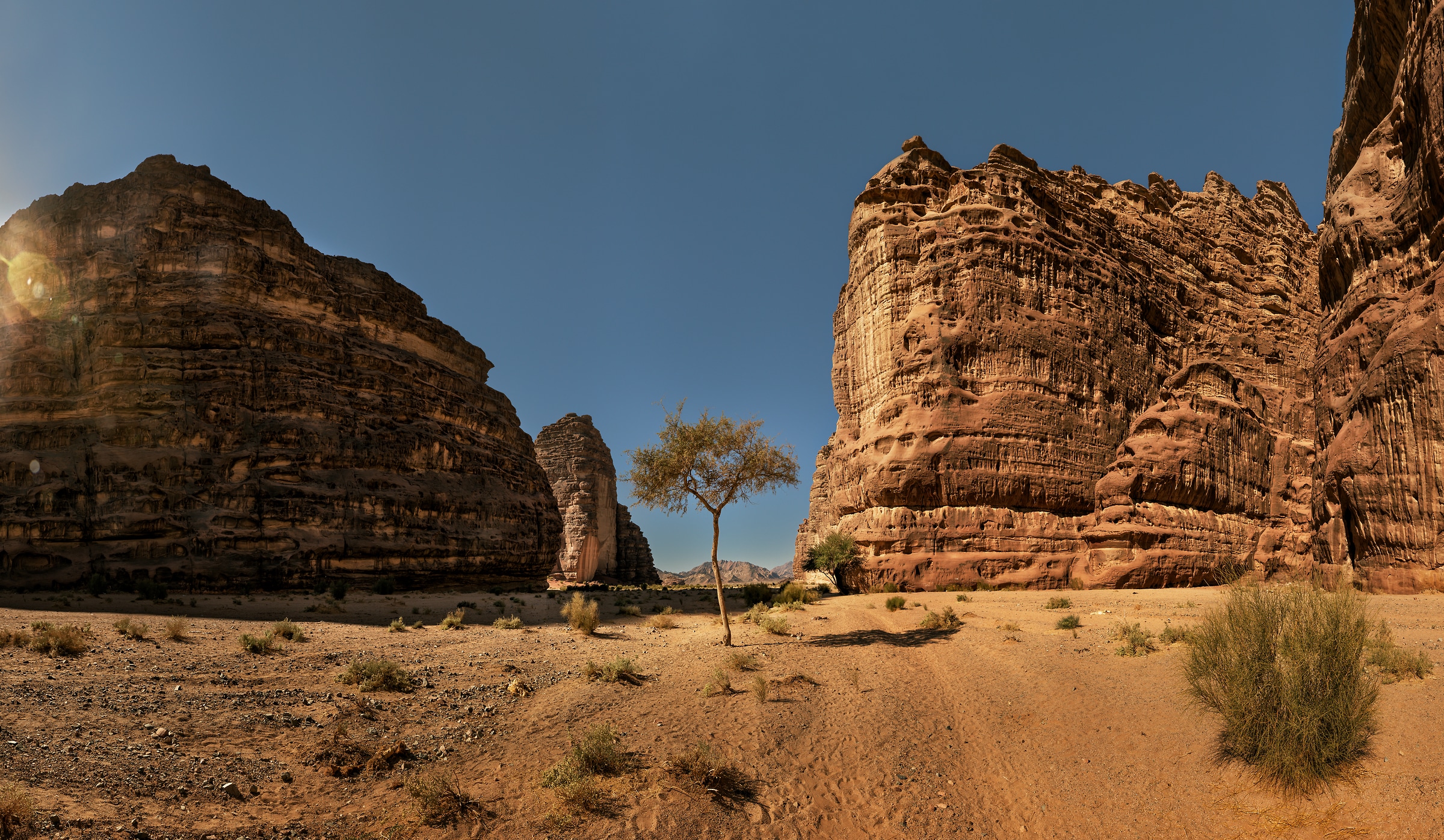 1,194 megapixels! A very high resolution, large-format VAST photo print of a tree in an arid landscape; nature photograph created by Peter Rodger in Neom, Tabuk, Saudi Arabia.