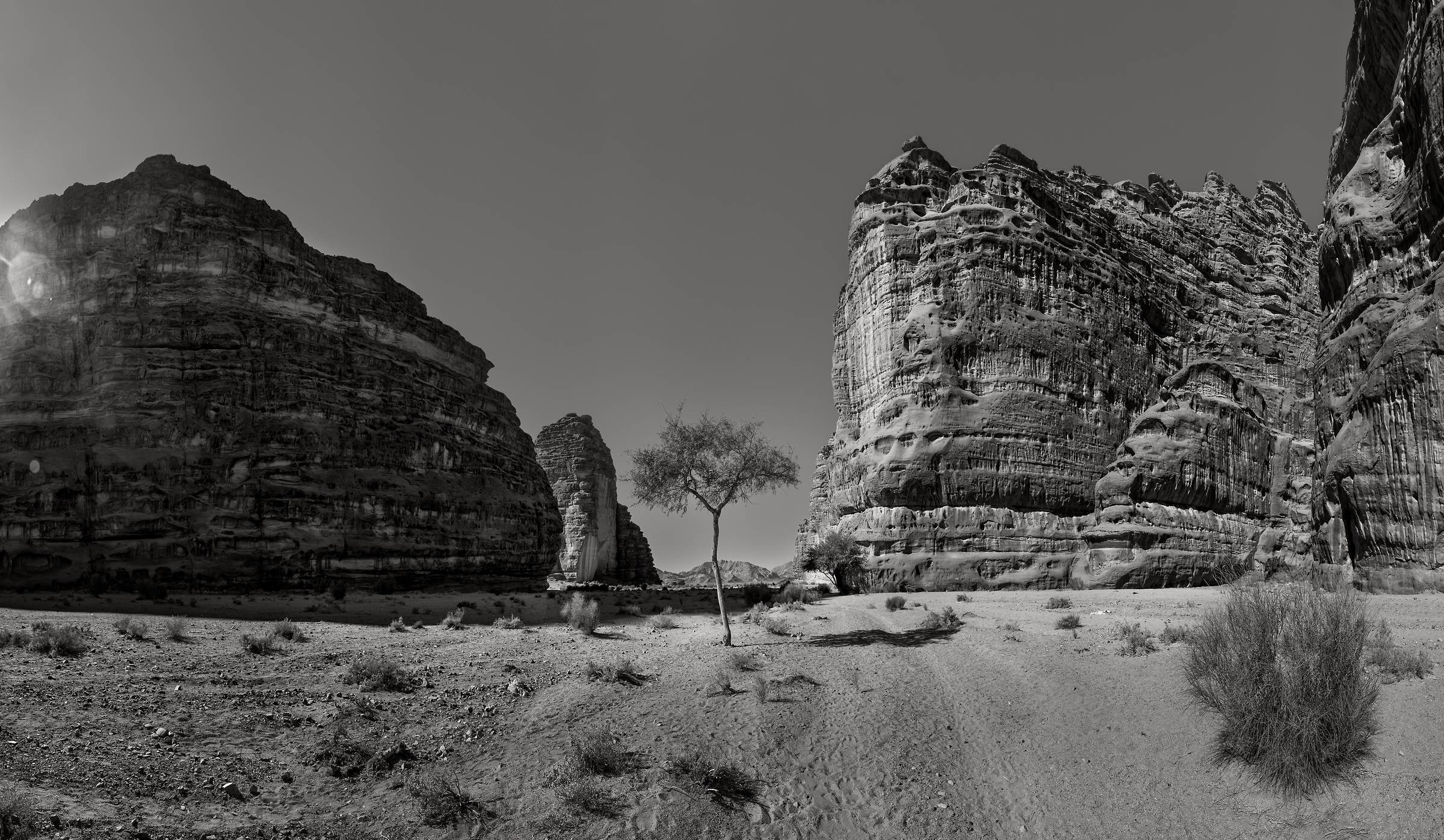1,194 megapixels! A very high resolution, large-format VAST photo print of a tree in a canyon; photograph created by Peter Rodger in Neom, Tabuk, Saudi Arabia.