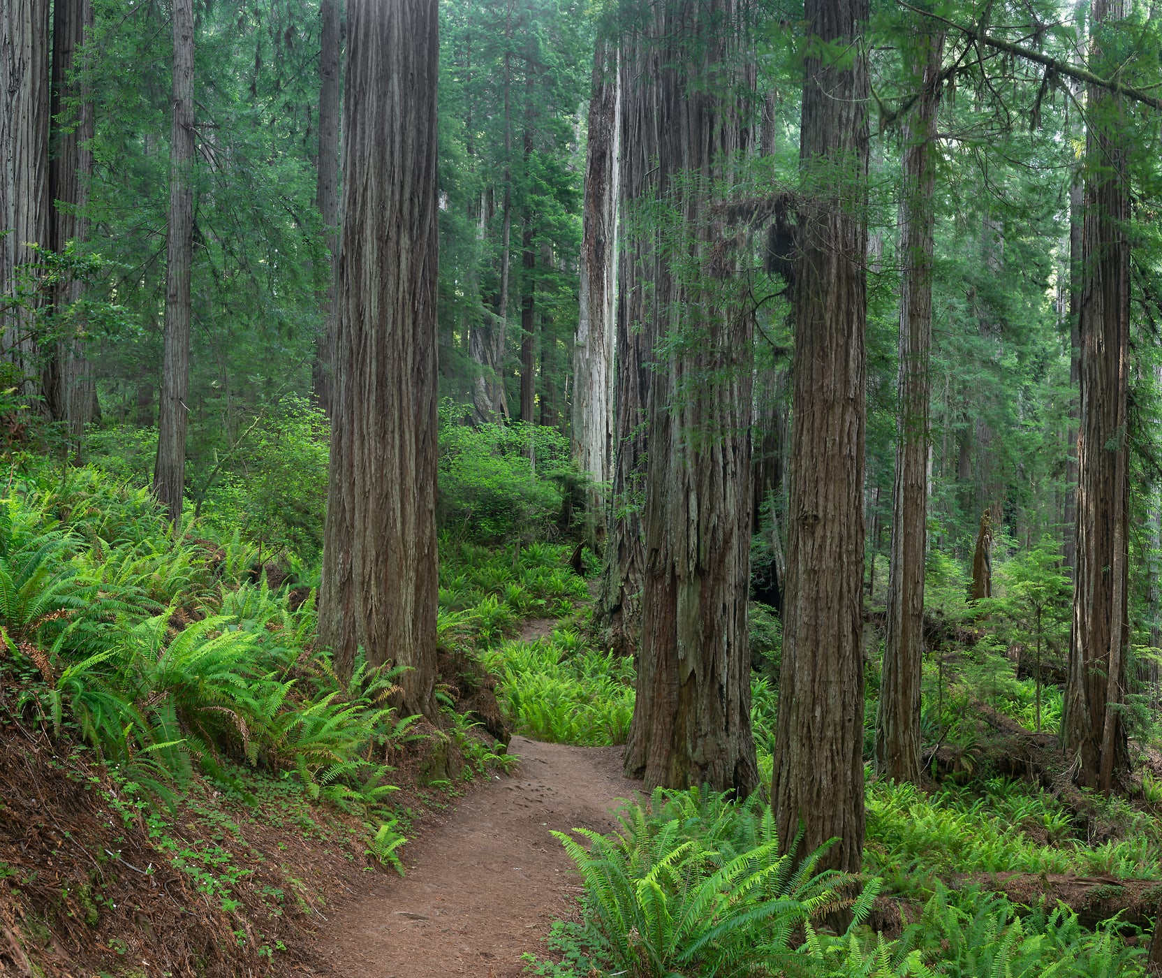 310 megapixels! A very high resolution, art photo print representing hiking along a trail in a forest with redwood trees; nature photograph created by Greg Probst in Prairie Creek Redwoods State Park, California.