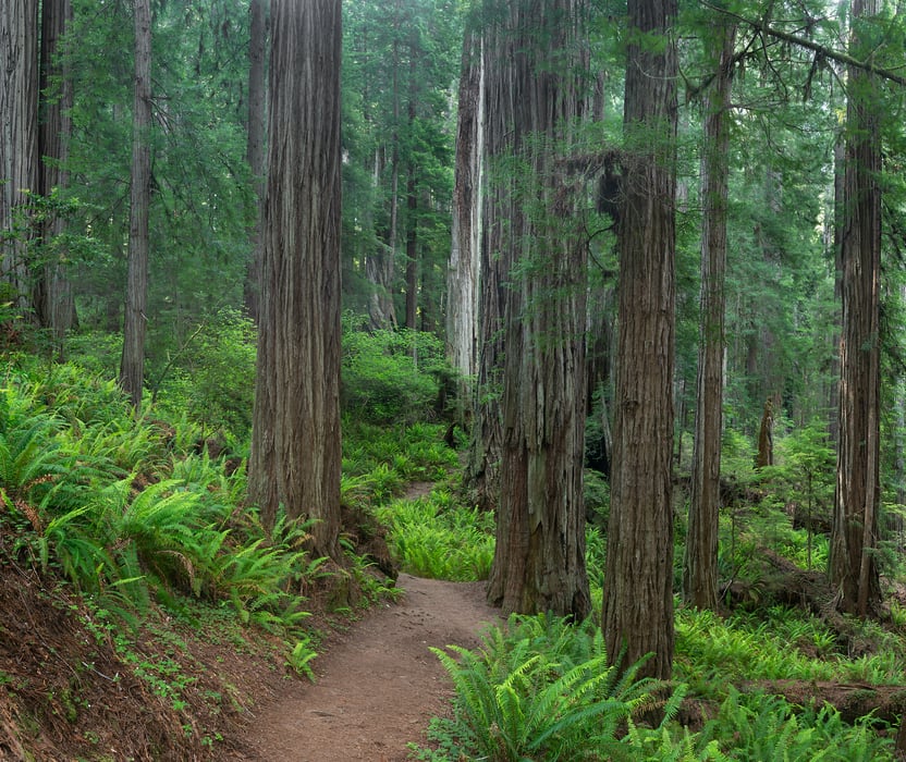 310 megapixels! A very high resolution, art photo print representing hiking along a trail in a forest with redwood trees; nature photograph created by Greg Probst in Prairie Creek Redwoods State Park, California.