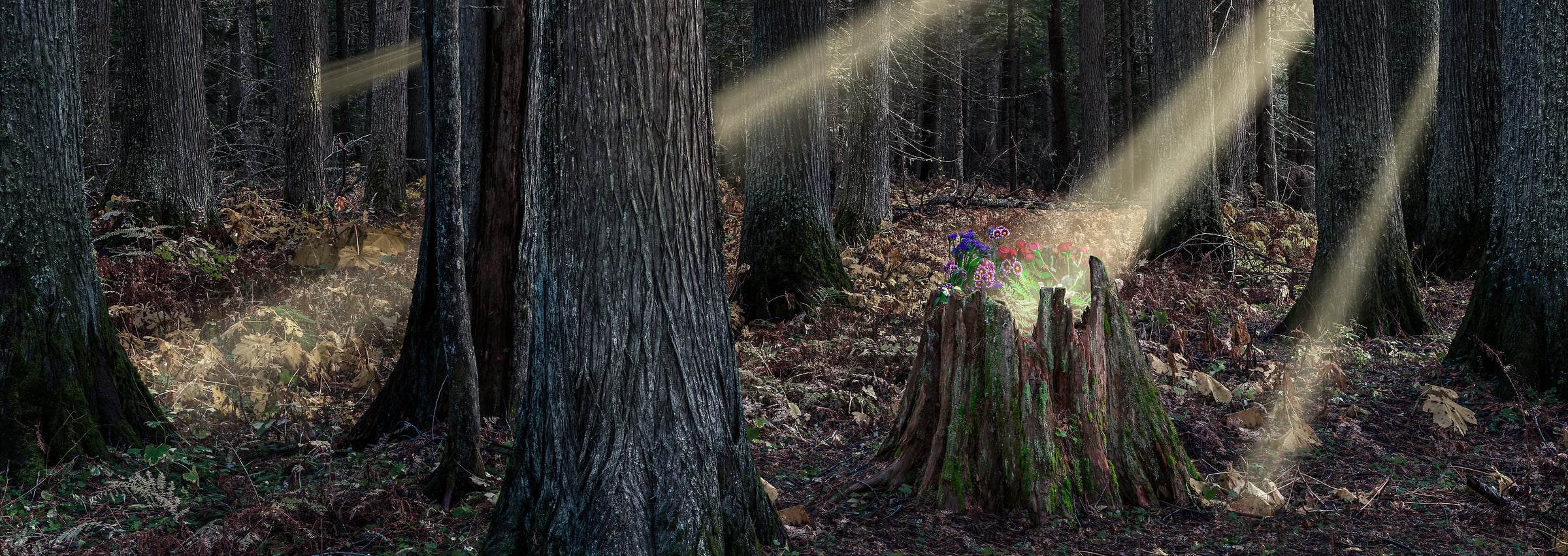 276 megapixels! A very high resolution, large-format VAST photo print of flowers in a stump in a forest with light rays streaming through the trees; nature photograph created by David David in Glacier National Park, Montana.