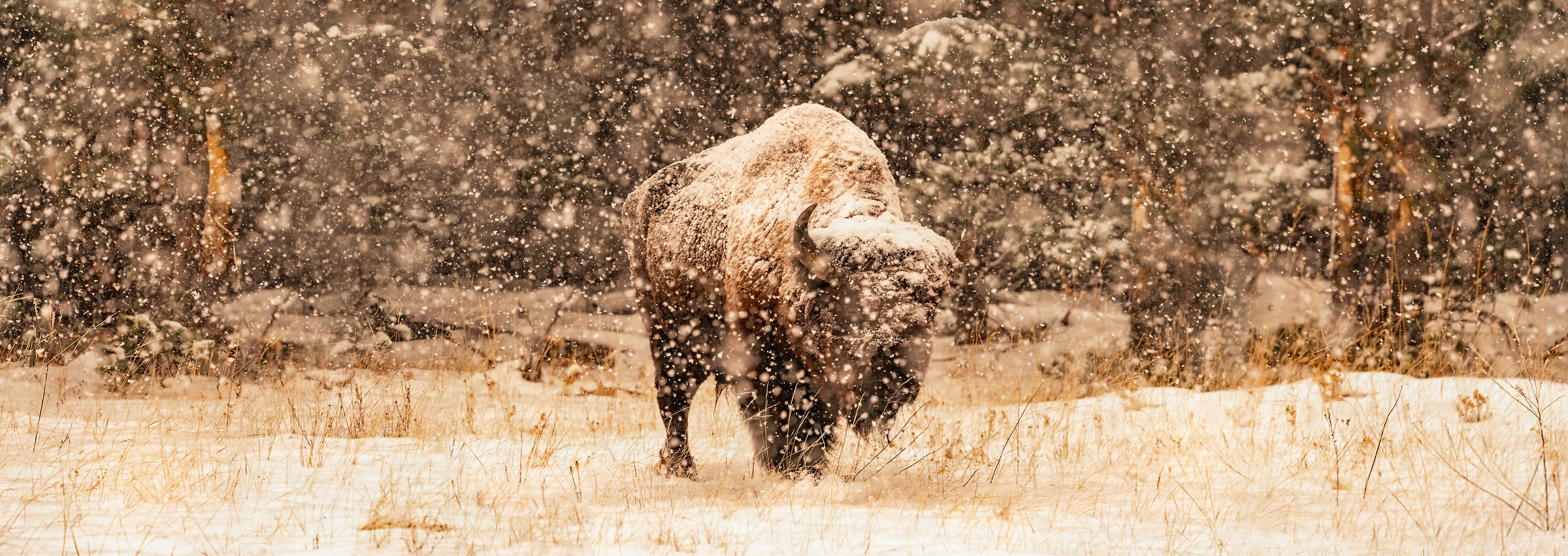 276 megapixels! A very high resolution, large-format VAST photo print of a bison in the snow; wildlife photograph created by David David in Yellowstone National Park, Wyoming.