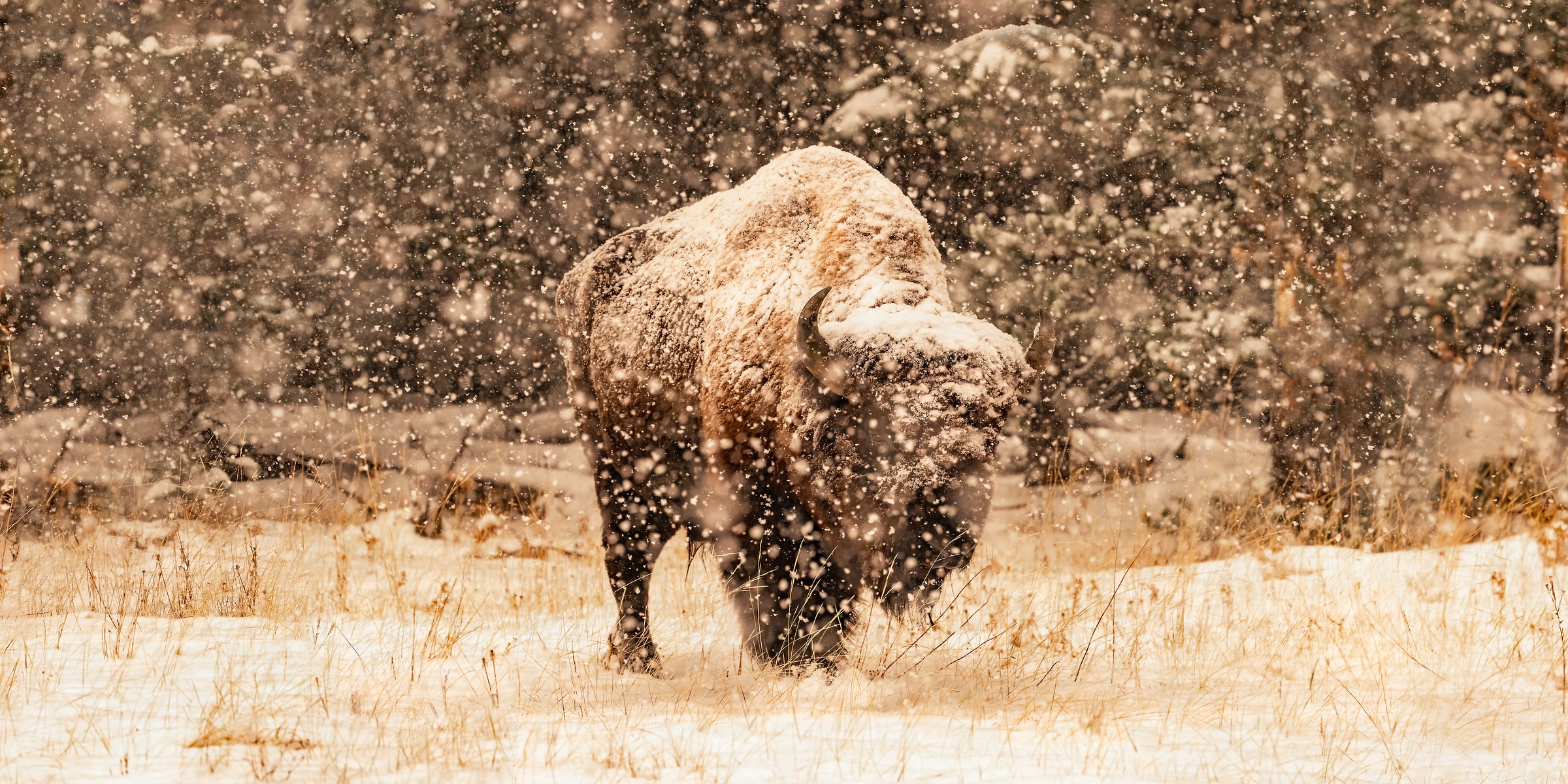 196 megapixels! A very high resolution, large-format VAST photo print of a bison in the snow in Yellowstone National Park; wildlife photograph created by David David in Wyoming