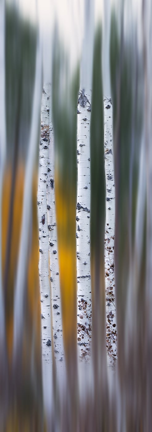 332 megapixels! A very high resolution, large-format VAST photo print of aspen art trees; abstract art photograph created by Francesco Emanuele Carucci in Silver Lake, California.