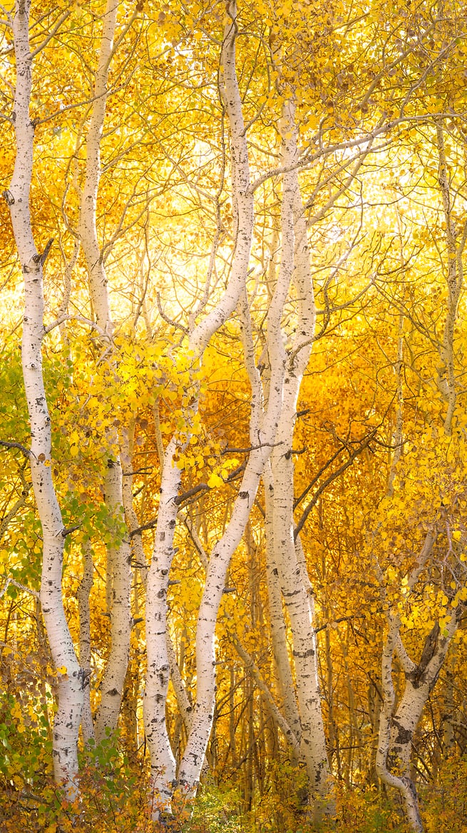 Golden trees - Photos by VAST