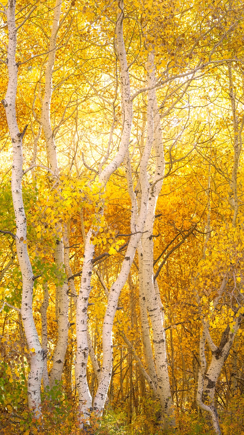 Golden trees - Photos by VAST