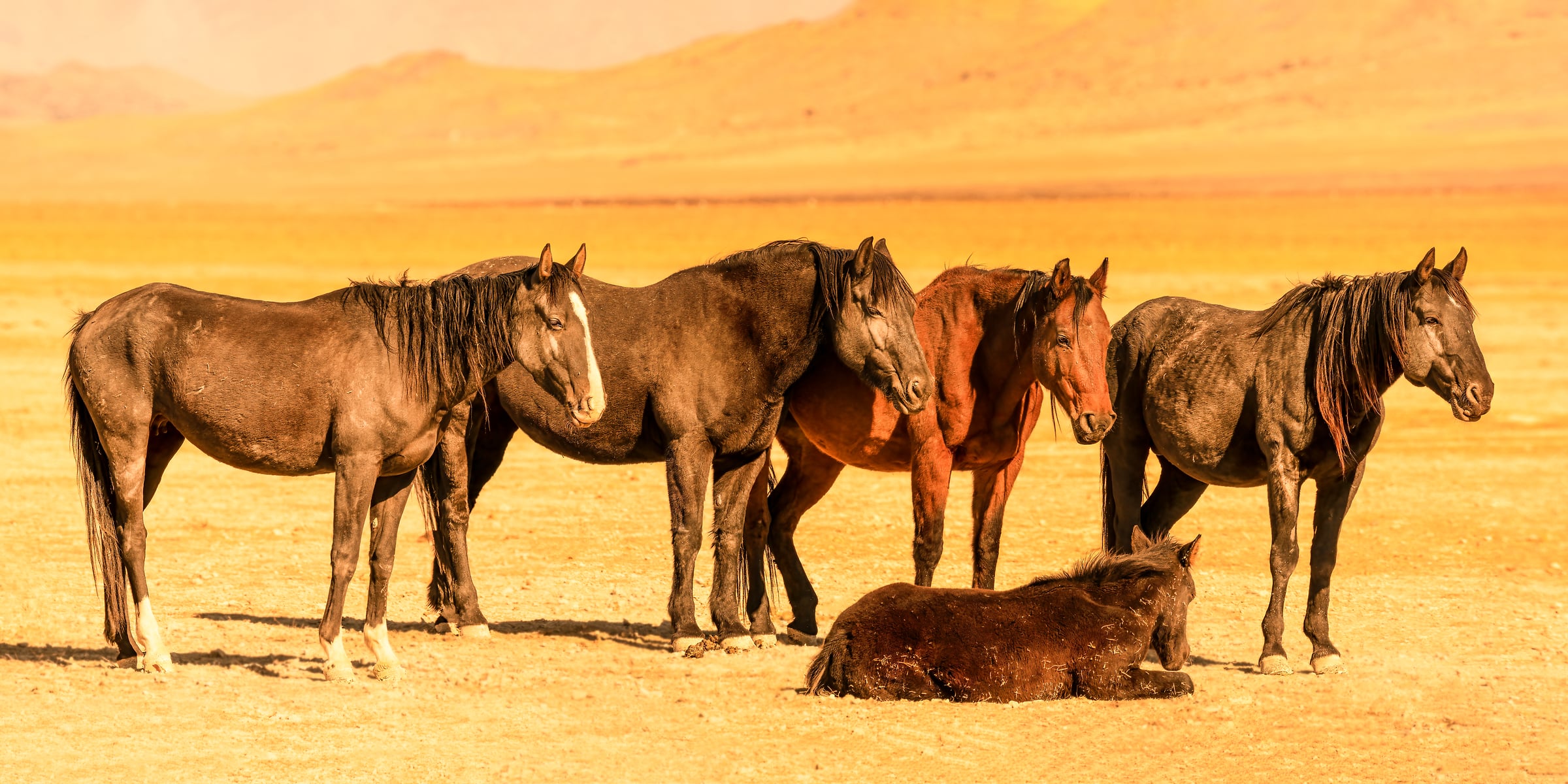 196 megapixels! A very high resolution, large format VAST photo print of a group of horses standing in a desert; fine art photograph created by David David in Dugway Valley, Utah.
