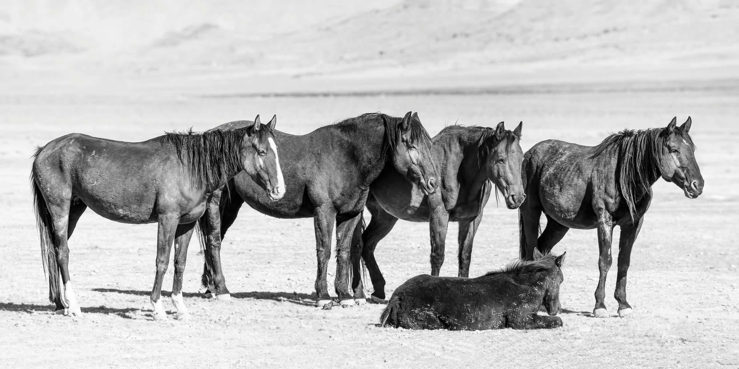 196 megapixels! A very high resolution, large-format VAST photo print of a group of horses standing in a desert; fine art photograph created by David David in Dugway Valley, Utah