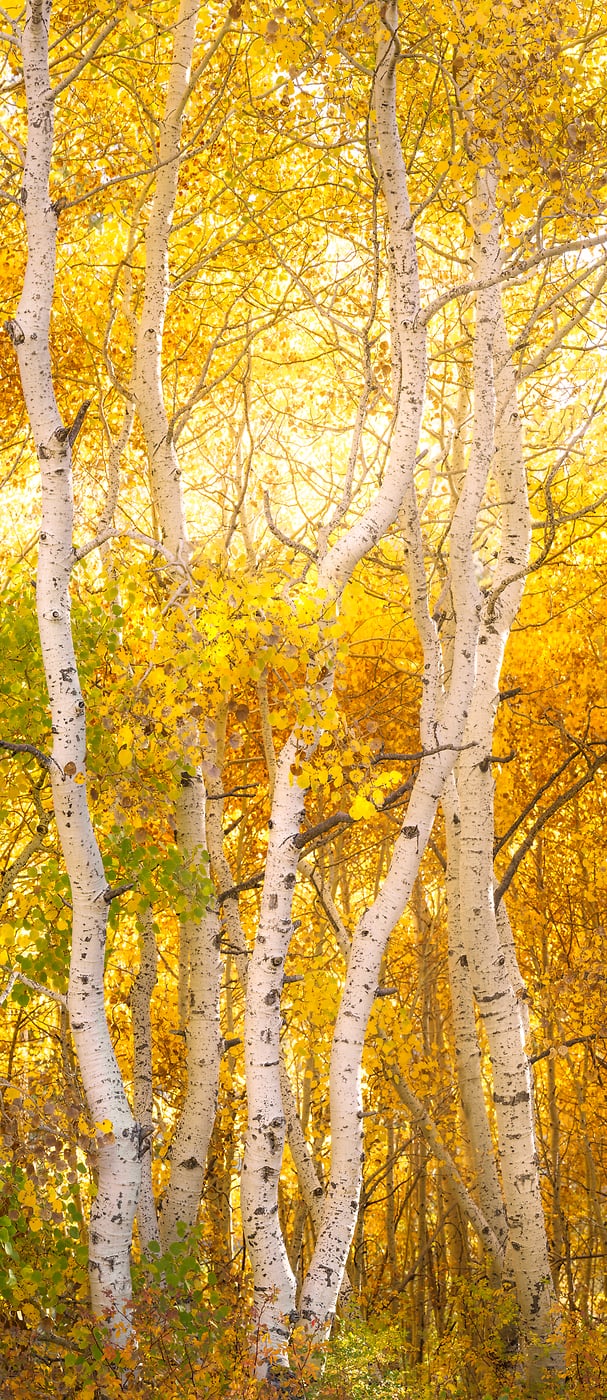 235 megapixels! A very high resolution, large-format VAST photo print of aspen trees in autumn; vertical aspect ratio photograph created by Francesco Emanuele Carucci in Silver Lake, California.