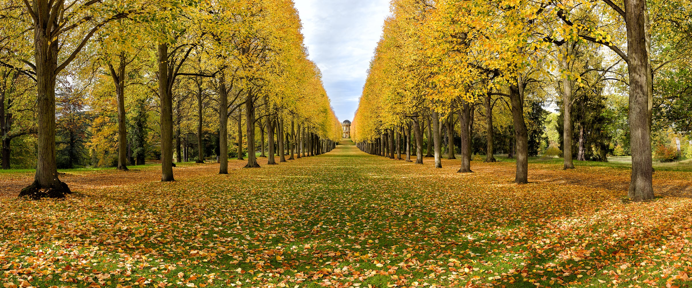 398 megapixels! A very high resolution, large-format VAST photo print of autumn trees lining a grassy strip; wall mural photograph created by Scott Dimond in Schlosspark Sanssouci, Potsdam, Germany.