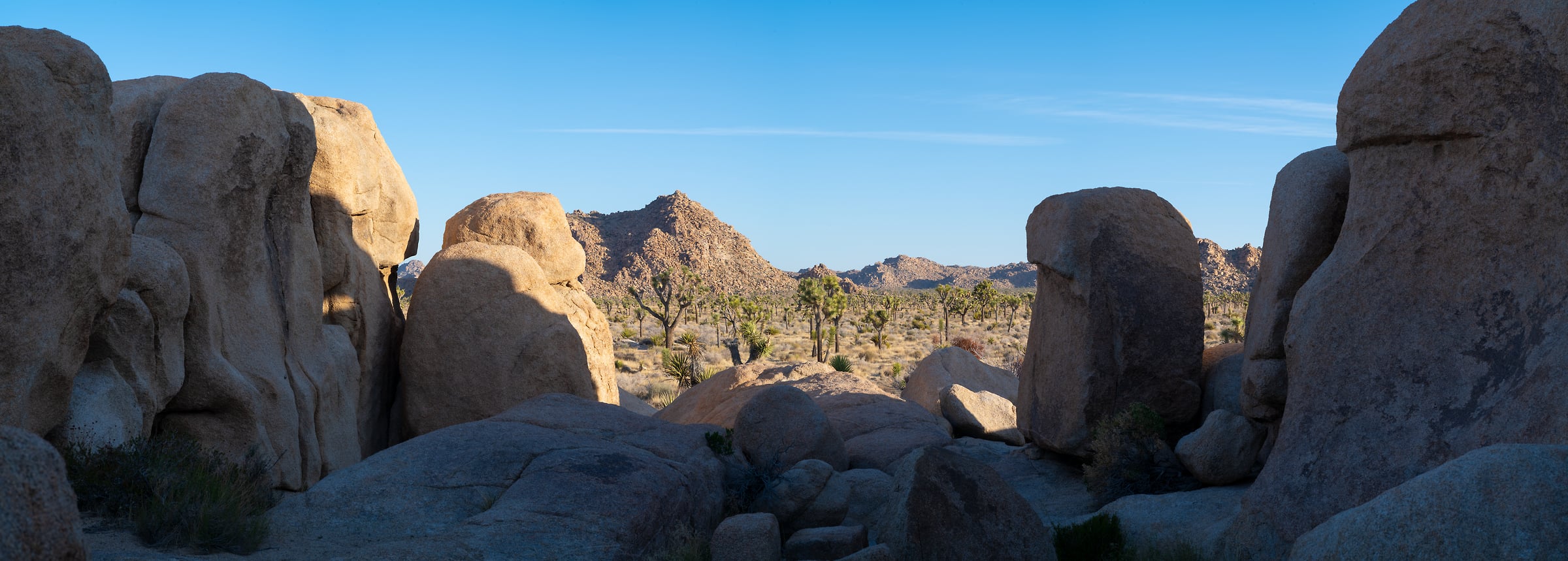 191 megapixels! A very high resolution, large-format VAST photo print of boulders and trees; wide photograph created by Greg Probst in Joshua Tree National Park, California.