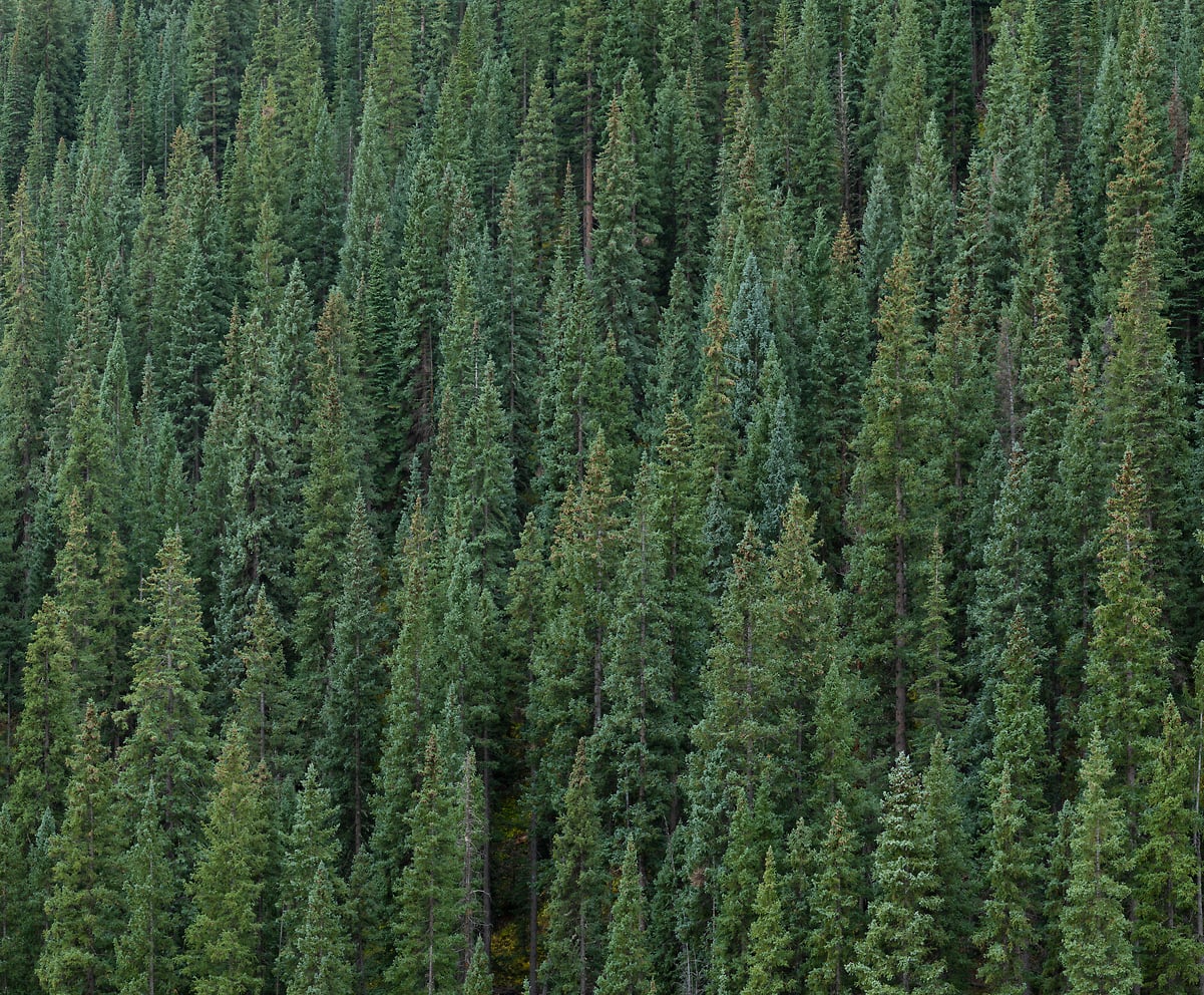 Square photo of trees - Wall art by VAST