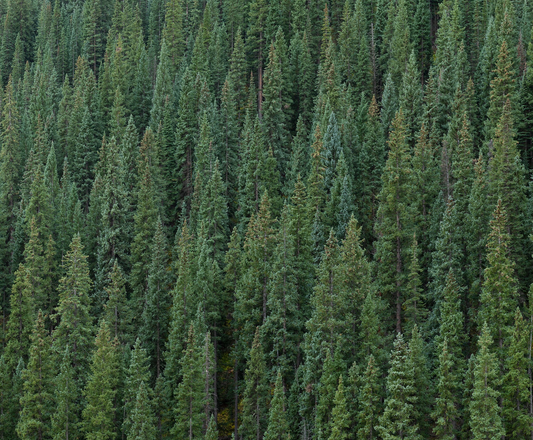 198 megapixels! A very high resolution, large-format VAST photo print of trees with a square aspect ratio; nature photograph created by Greg Probst in San Juan National Forest, Colorado.