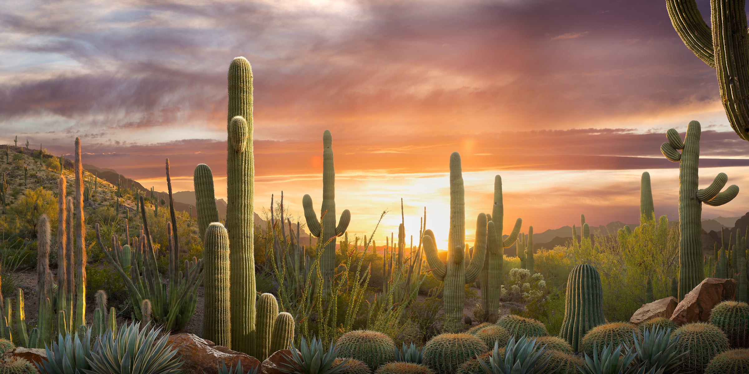 252 megapixels! A very high resolution, large-format VAST photo print of a sunset in the desert with cacti; landscape photograph created by Nick Pedersen in Superstition Mountains, Arizona.