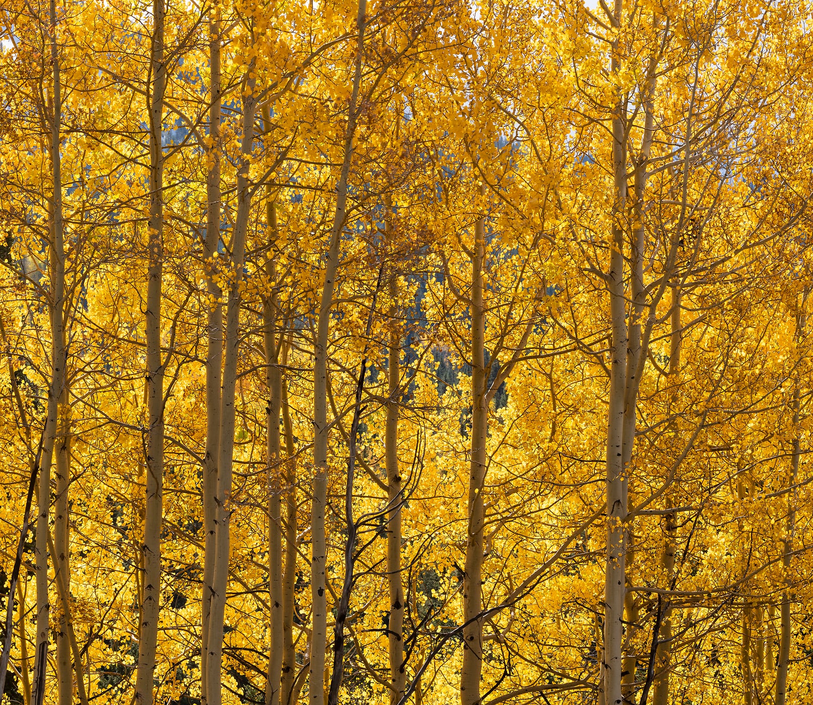 154 megapixels! A very high resolution, large-format VAST photo print of golden yellow aspen trees in sunlight; nature forest photograph created by Greg Probst in San Juan National Forest, Colorado.