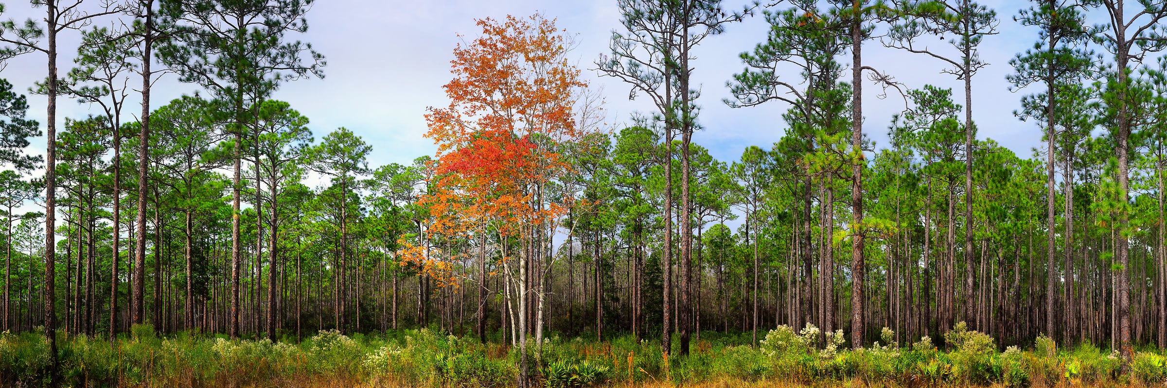441 megapixels! A very high resolution, large-format VAST photo print of a forest with one autumn tree; nature photograph created by Phil Crawshay in Cary State Forest, Bryceville, Florida.