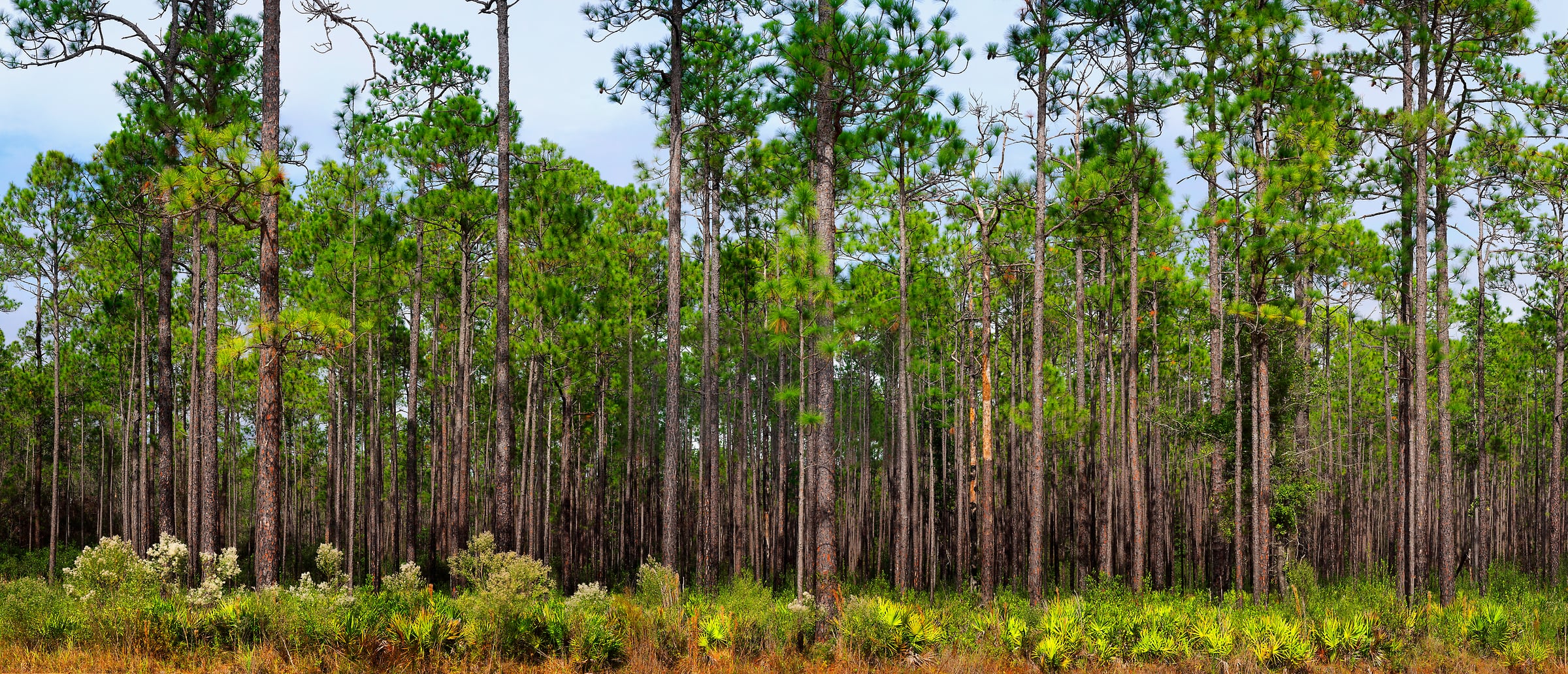 236 megapixels! A very high resolution, large-format VAST photo print of a Florida pine tree forest; nature photograph created by Phil Crawshay in Cary State Forest, Bryceville, Florida.